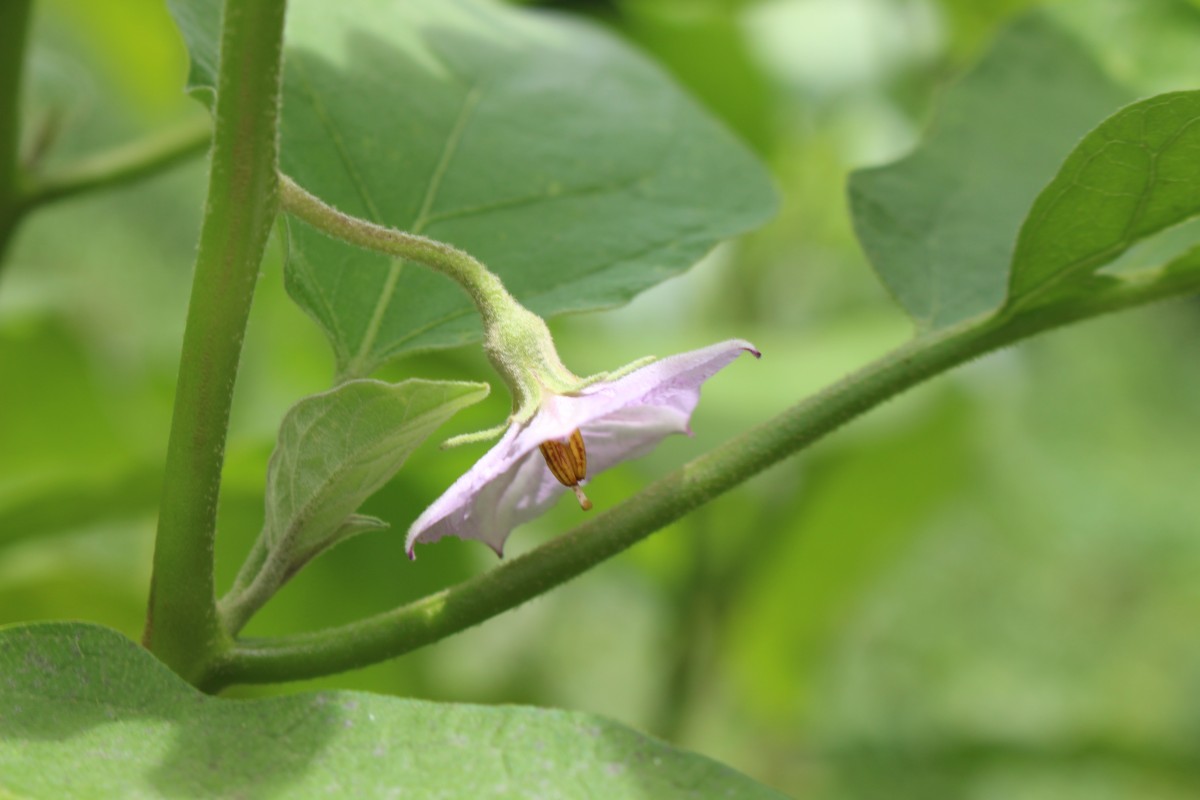 Solanum melongena L.
